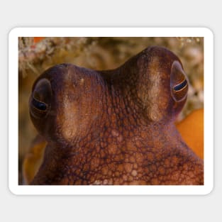 The Peering Eyes Of An Octopus Sticker